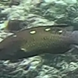 Fourspot Hogfish, photo 12