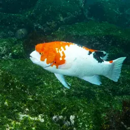 Brown Hogfish