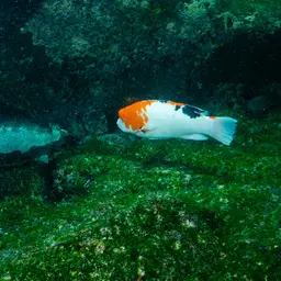 Brown Hogfish, photo 2