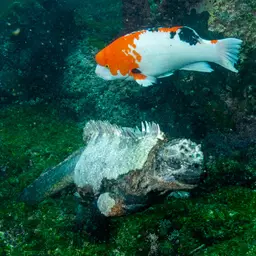Brown Hogfish, photo 3