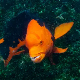 Brown Hogfish, photo 4