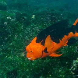 Brown Hogfish, photo 5