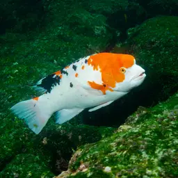 Brown Hogfish, photo 6