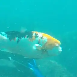Brown Hogfish, photo 7