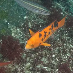 Brown Hogfish, photo 9