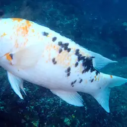 Brown Hogfish, photo 10
