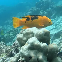 Brown Hogfish, photo 11