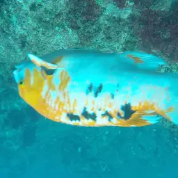 Brown Hogfish, photo 12