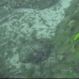 Cuban hogfish, photo 3