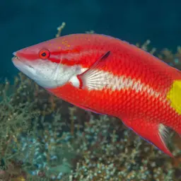 Cuban hogfish