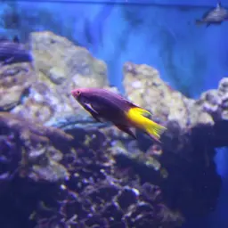 Cuban hogfish, photo 4