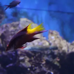 Cuban hogfish, photo 5