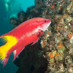Cuban hogfish, photo 6