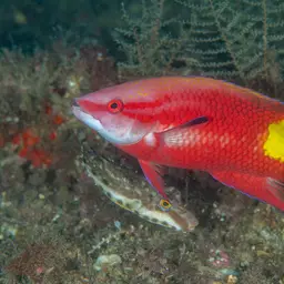 Cuban hogfish, photo 7