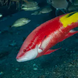 Cuban hogfish, photo 8