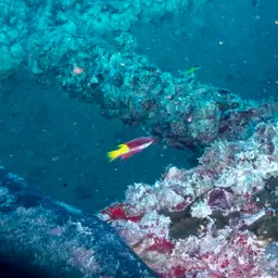 Cuban hogfish, photo 9