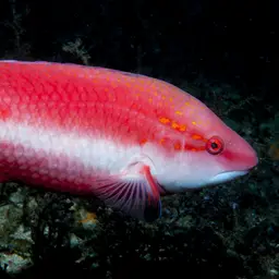 Cuban hogfish, photo 10