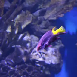 Cuban hogfish, photo 11