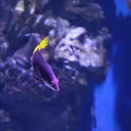 Cuban hogfish, photo 12
