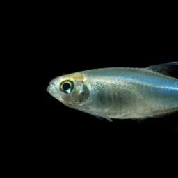 Blue Tetra