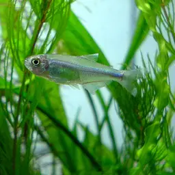 Blue Tetra, photo 2