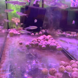 Blue Tetra, photo 3