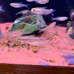 Blue Tetra, photo 4