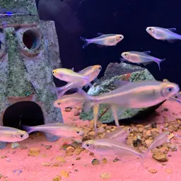 Blue Tetra, photo 5