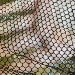 Blue Tetra, photo 7