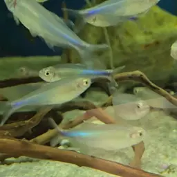 Blue Tetra, photo 8