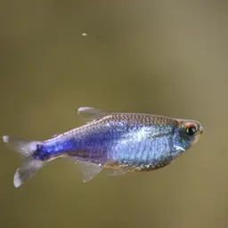 Blue Tetra, photo 9