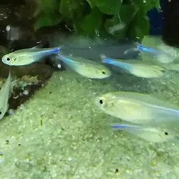 Blue Tetra, photo 10