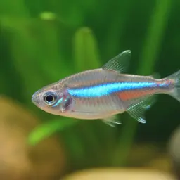 Blue Tetra, photo 12