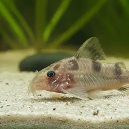Boeseman's Cory, photo 2