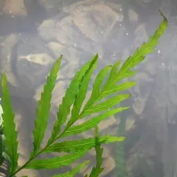African Fern