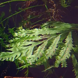 African Fern, photo 3