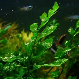 African Fern, photo 4