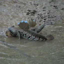 Blue-spotted Mudskipper
