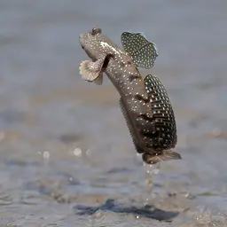 Blue-spotted Mudskipper, photo 2