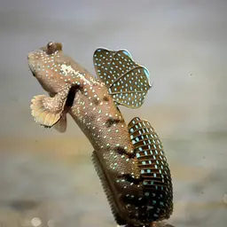 Blue-spotted Mudskipper, photo 3