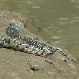 Blue-spotted Mudskipper, photo 4