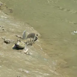Blue-spotted Mudskipper, photo 5