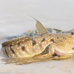 Blue-spotted Mudskipper, photo 6