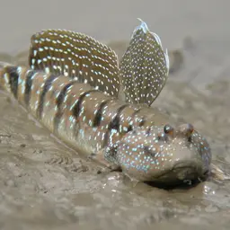 Blue-spotted Mudskipper, photo 7