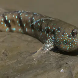 Blue-spotted Mudskipper, photo 8