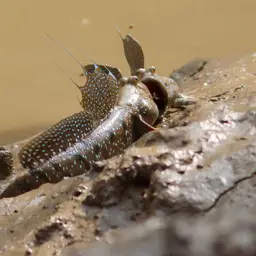 Blue-spotted Mudskipper, photo 9