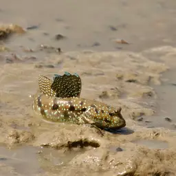 Blue-spotted Mudskipper, photo 10