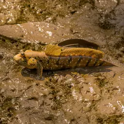 Blue-spotted Mudskipper, photo 11