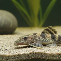 Bolivian Whiptail Catfish