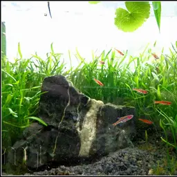 Chili Rasbora, photo 5